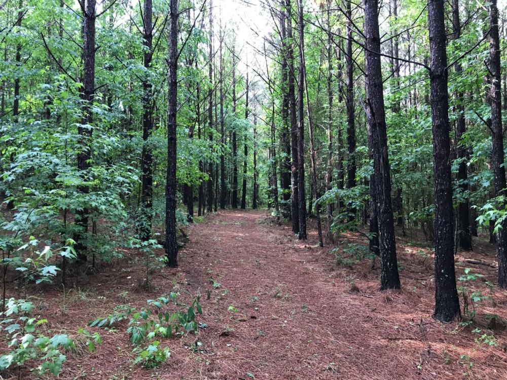 High Volume Timber Tract Coosa Co. featured image