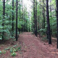 High Volume Timber Tract Coosa Co.