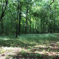 High Volume Timber Tract Coosa Co. images 6