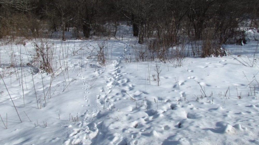 8 acres Building Lot and Hunting Land in Taylor NY Cheningo Solon Pond Road featured image