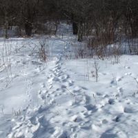 8 acres Building Lot and Hunting Land in Taylor NY Cheningo Solon Pond Road
