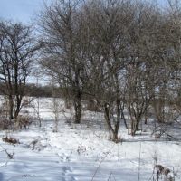 8 acres Building Lot and Hunting Land in Taylor NY Cheningo Solon Pond Road images 2