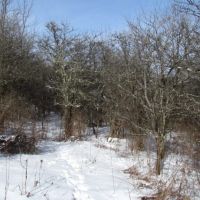 8 acres Building Lot and Hunting Land in Taylor NY Cheningo Solon Pond Road images 3