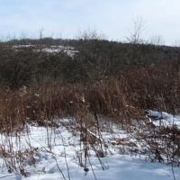 8 acres Building Lot and Hunting Land in Taylor NY Cheningo Solon Pond Road images 6