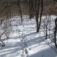 8 acres Building Lot and Hunting Land in Taylor NY Cheningo Solon Pond Road images 4
