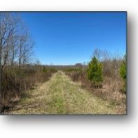 83.5 Acres in Panola County in Sardis  MS images 6
