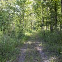 20.2 Acres in Greene County in McLain  MS images 4