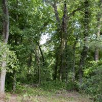 20.2 Acres in Greene County in McLain  MS images 5
