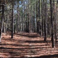 - 37.74 Acre Property Loaded with Wildlife and Ready for the 2020 Deer Season images 3