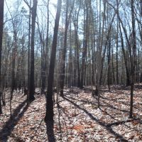 - 37.74 Acre Property Loaded with Wildlife and Ready for the 2020 Deer Season images 4