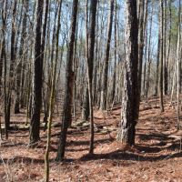 - 37.74 Acre Property Loaded with Wildlife and Ready for the 2020 Deer Season images 5