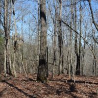 - 37.74 Acre Property Loaded with Wildlife and Ready for the 2020 Deer Season images 6