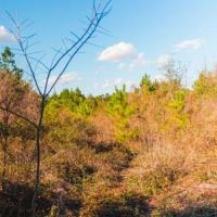 Belcher Branch images 3