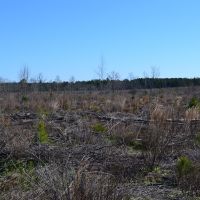 Flat Creek images 4