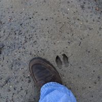 Flat Creek images 6