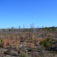 Flat Creek images 2