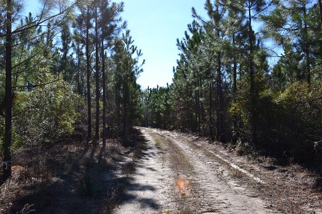 Flat Creek featured image