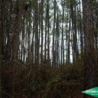 22.6 ac - Timber Tract with Home Site Potential images 3