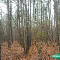 22.6 ac - Timber Tract with Home Site Potential images 4