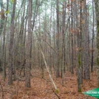 22.6 ac - Timber Tract with Home Site Potential images 5