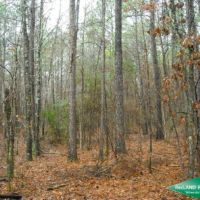 22.6 ac - Timber Tract with Home Site Potential images 6