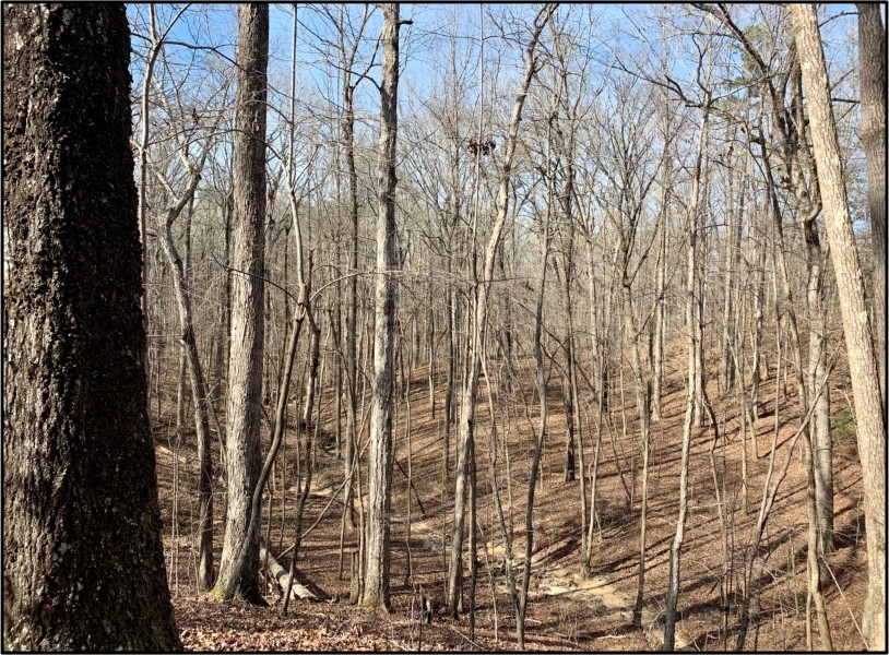 58 Acres in Choctaw County in Ackerman  MS featured image