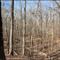 58 Acres in Choctaw County in Ackerman  MS