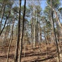 58 Acres in Choctaw County in Ackerman  MS images 2