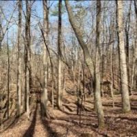 58 Acres in Choctaw County in Ackerman  MS images 3