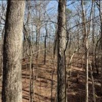 58 Acres in Choctaw County in Ackerman  MS images 4