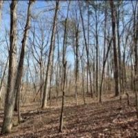 58 Acres in Choctaw County in Ackerman  MS images 5