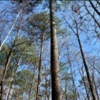 58 Acres in Choctaw County in Ackerman  MS images 6