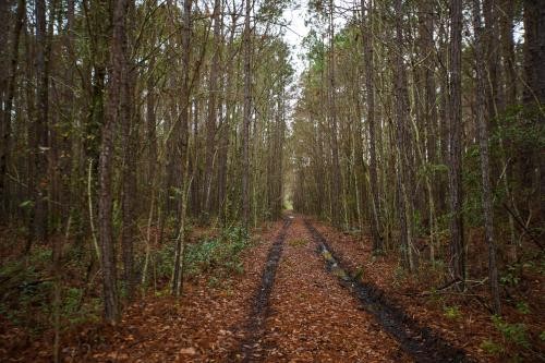 Brantley Timber Tract featured image