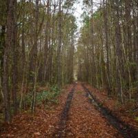 Brantley Timber Tract