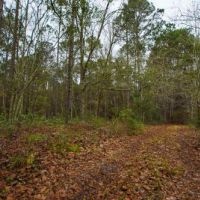 Brantley Timber Tract images 2
