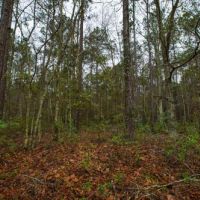 Brantley Timber Tract images 3