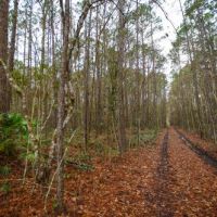Brantley Timber Tract images 4