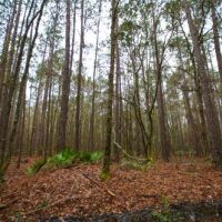 Brantley Timber Tract images 5