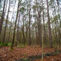 Brantley Timber Tract images 6