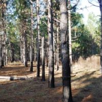 Brinson Pond images 2