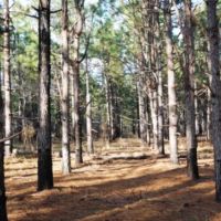 Brinson Pond images 3