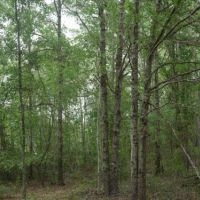 Brinson Pond images 5