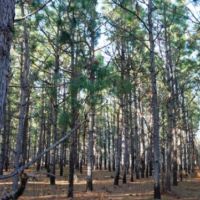 Brinson Pond images 6