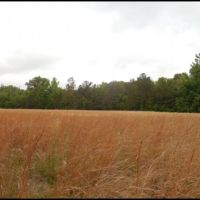281 Acres in Yalobusha County in Oakland  MS images 6