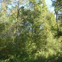 Longview Tract images 2