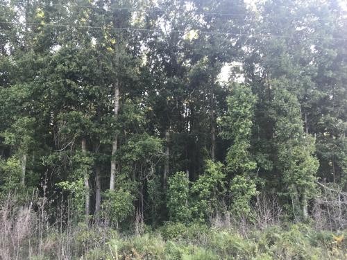 Screven Hunt Camp featured image