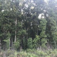 Screven Hunt Camp