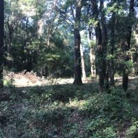 Screven Hunt Camp images 2