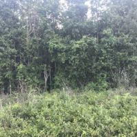 Screven Hunt Camp images 6