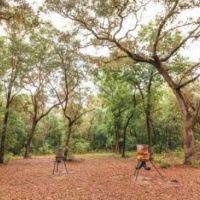 Ohoopee River Hammock images 2